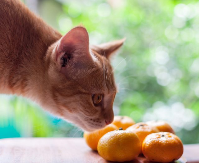 これで愛猫も快適♪】猫の嫌がる匂い4種類！しつけにも効果大！？