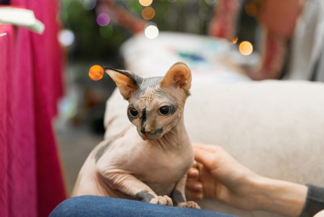 猫 陶器 置物 スフィンクス ピーターボールド 工芸品