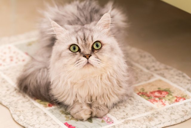 ペルシャやチンチラの値段はいくら？子猫の販売価格や生涯価格は！