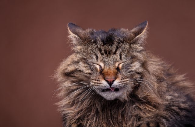 猫の鼻水やくしゃみなどの症状から考えられる原因や病気は