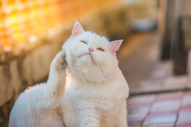 病気 猫からフケが出る8つの原因と簡単に解決できる3つの対策
