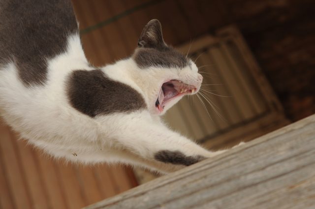 猫があくびをする本当の理由って何 あくびをする4つの意味はこれ