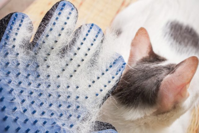 病気 猫からフケが出る8つの原因と簡単に解決できる3つの対策