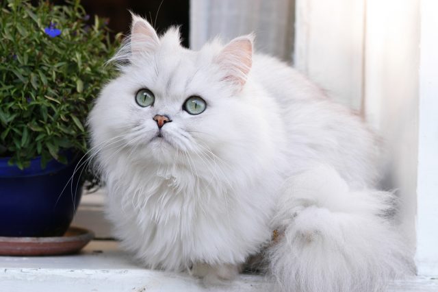 ペルシャネコ チャイナ ホワイト 猫 ペルシャ猫 -
