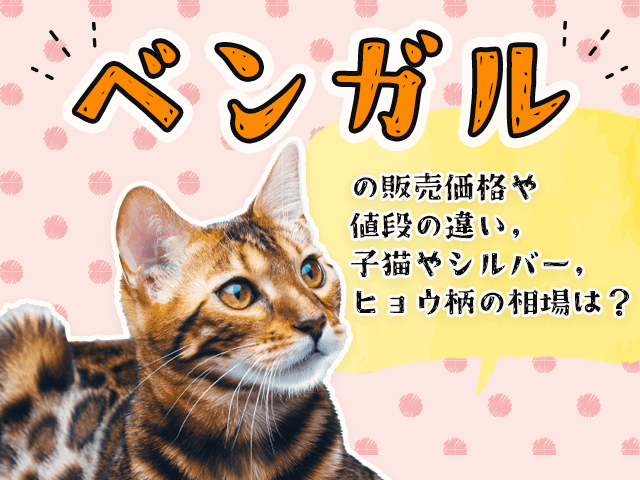 ベンガルの販売価格や値段の違い,子猫やシルバー,ヒョウ柄の相場は？
