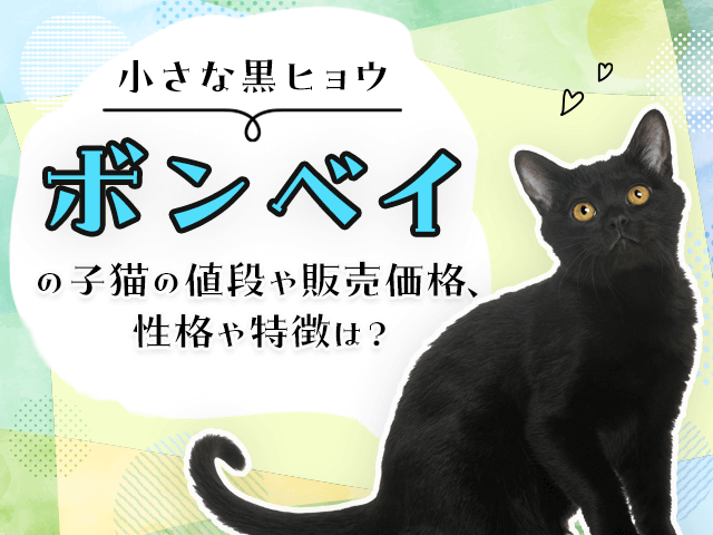 小さな黒ヒョウ】ボンベイの子猫の値段や販売価格、性格や特徴は？