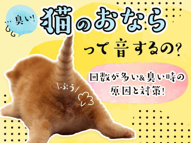 猫がおならをするのはなぜ?病気の可能性と対処法 6 cat flatulence