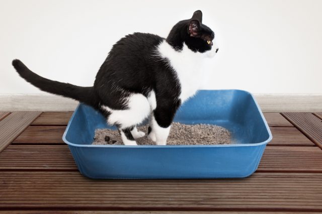 臭い 猫のおならって音するの 回数が多い 臭い時の原因と対策