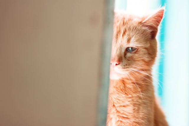 猫の結膜炎は目薬で治る 治療法から一押し目薬 目薬の差し方まで