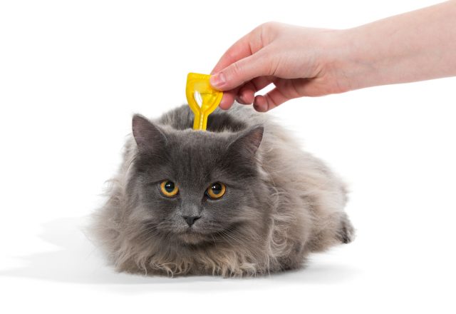 猫の寄生虫 人間にうつる種類や完全に駆除する薬 治療法まとめ