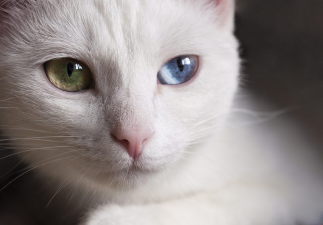 白猫に多い幸運のオッドアイ！確率や寿命、値段や性格など徹底解説！