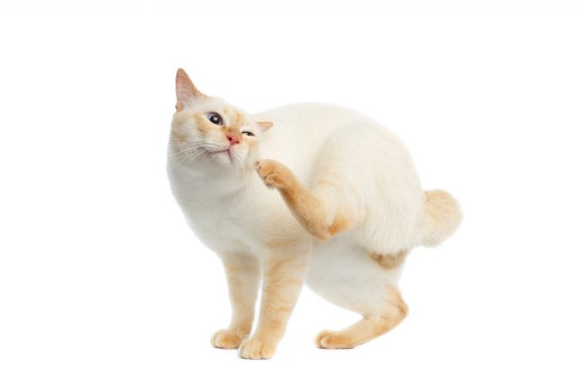 猫のかさぶたは危険 症状からみる皮膚病の原因と治療 予防まとめ