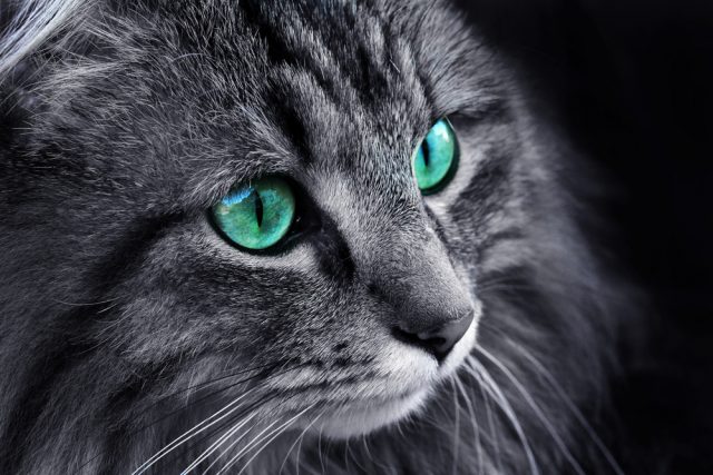 猫の結膜炎は目薬で治る 治療法から一押し目薬 目薬の差し方まで