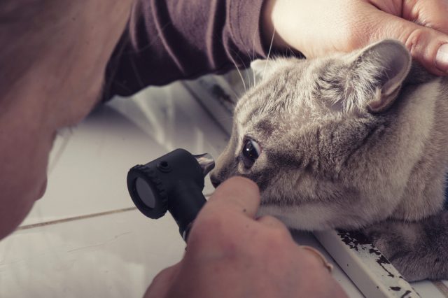 猫の結膜炎は目薬で治る 治療法から一押し目薬 目薬の差し方まで