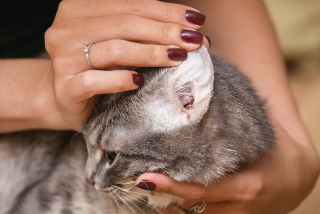 動画あり 猫の耳掃除の頻度やコツは 正しいやり方を徹底解説