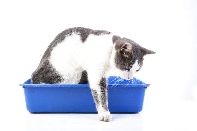 臭い 猫のおならって音するの 回数が多い 臭い時の原因と対策