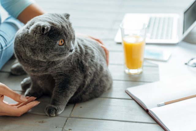 猫要らず