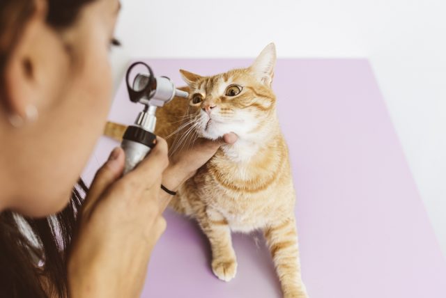 猫の結膜炎は目薬で治る 治療法から一押し目薬 目薬の差し方まで 猫の結膜炎は目薬で治る 治療法から一押し目薬 目薬の差し方まで