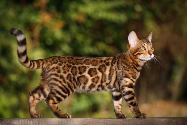 ベンガルの販売価格や値段の違い,子猫やシルバー,ヒョウ柄の相場は？