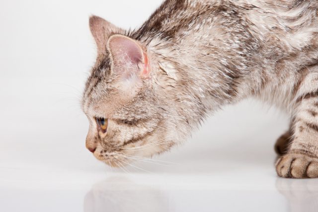 臭い 猫のおならって音するの 回数が多い 臭い時の原因と対策