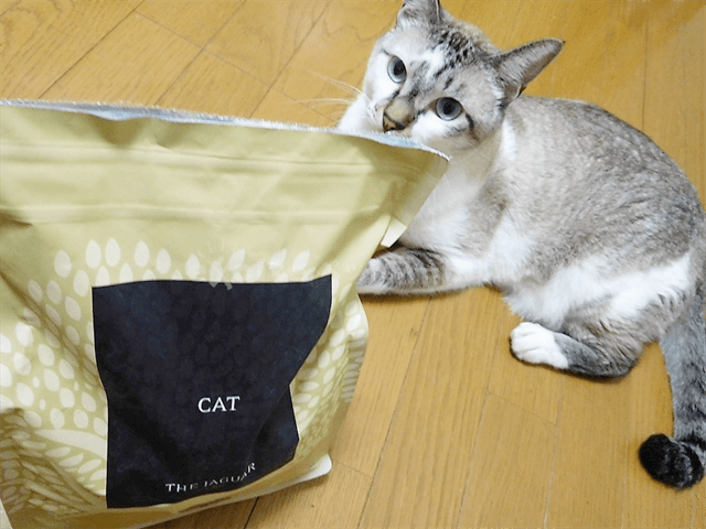 餌で免疫力アップ 猫の免疫力を高めるおすすめキャットフード5選