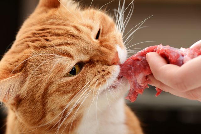 新鮮な肉を使った猫の餌 ミール不使用キャットフードランキング5選