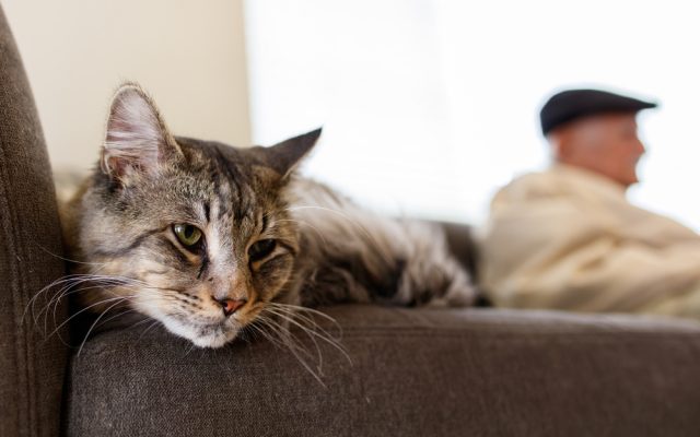 老猫におすすめの小粒餌！シニア用キャットフードランキング5選！