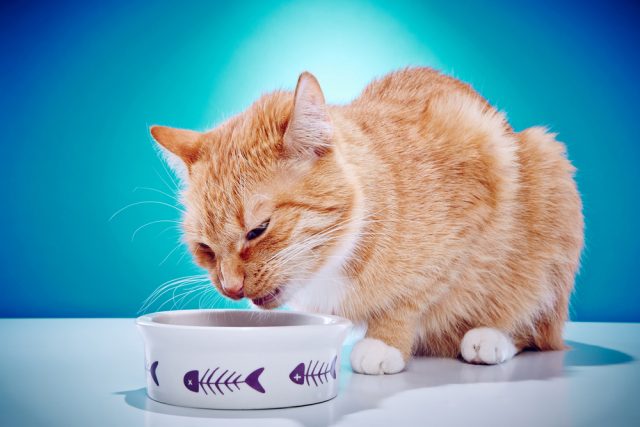 魚を使った猫の餌 魚系で評判の良いおすすめのキャットフード5選