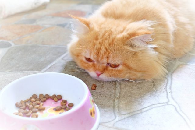 アレルギー用の猫の餌 低アレルギーで評判のキャットフード5選