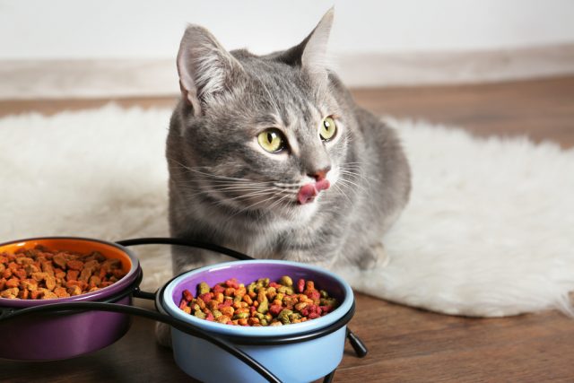 添加物なしの猫の餌 無添加で安全なキャットフードランキング5選 添加物なしの猫の餌 無添加で安全なキャットフードランキング5選