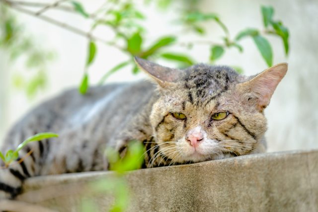 猫の餌セレクトバランスキャットフードの口コミや評判は?安全性を徹底検証