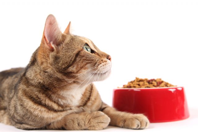 グレインフリーで評判の猫の餌 穀物不使用おすすめキャットフード5選