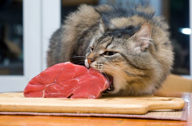 新鮮な肉を使った猫の餌 ミール不使用キャットフードランキング5選