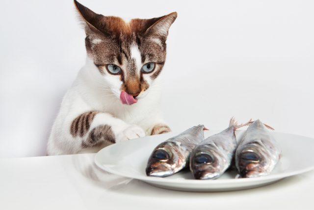 魚を使った猫の餌 魚系で評判の良いおすすめのキャットフード5選