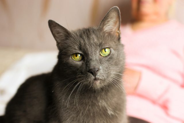 15歳以上の猫は餌で健康維持 評判の良いキャットフードおすすめ5選