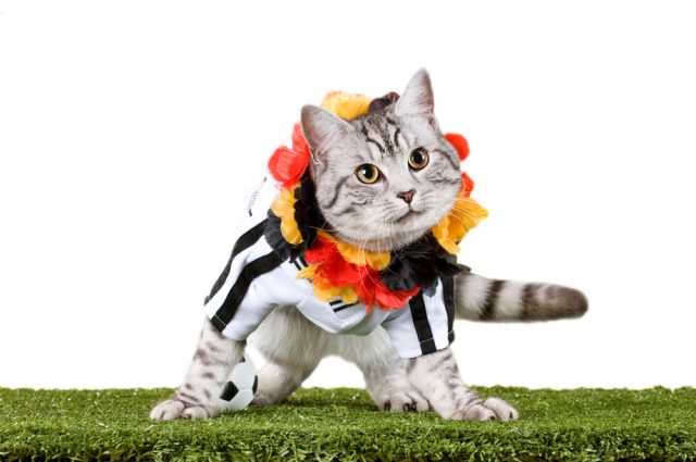 安全な猫の餌 ドイツ製の無添加キャットフードランキング5選 安全な猫の餌 ドイツ製の無添加キャットフードランキング5選