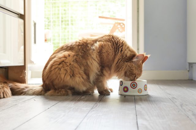 腎臓サポート用の餌！腎臓が弱い猫におすすめのキャットフード5選！