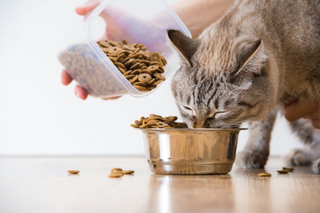 本物保証! 猫のエサです