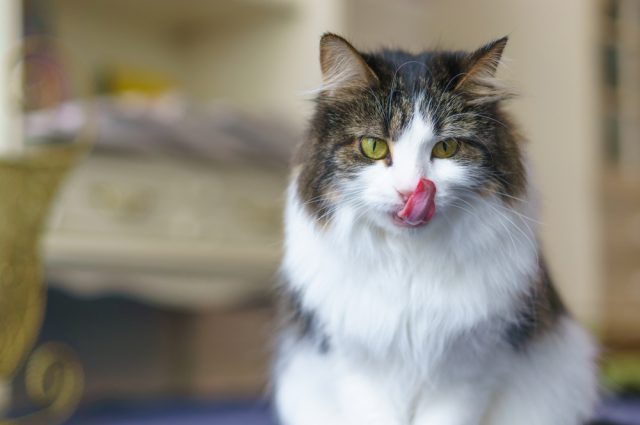 ロイヤルカナン療法食 猫「腎臓サポート」ドライを買った口コミ評判と安全性！