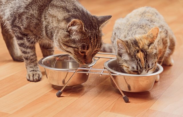 ロイヤルカナン療法食 猫「腎臓サポート」ドライを買った口コミ評判と安全性！