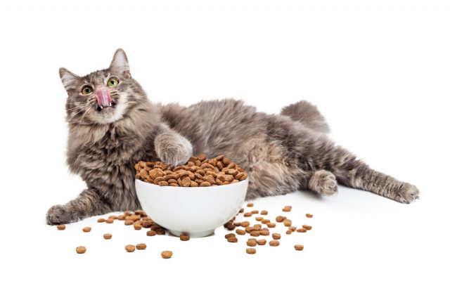 肥満猫におすすめの餌！ダイエット用低カロリーキャットフード5選！