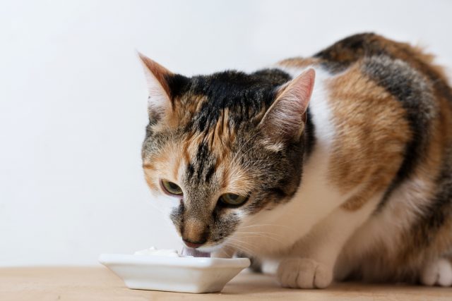 国産で安全な猫の餌 評判の日本製キャットフードランキング5選