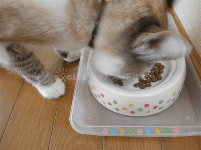 ナチュラルバランス リデュースカロリーを愛猫に買った口コミ評判！