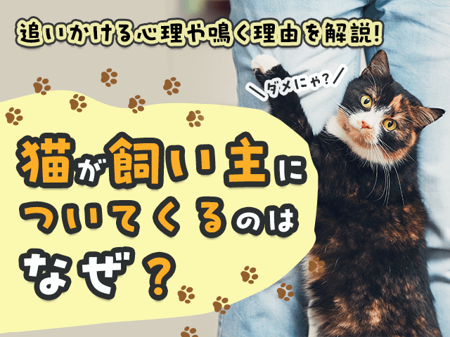 なぜ猫はレーザーを追いかけるのか?