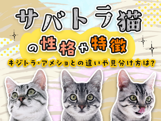 サバトラ猫の性格や特徴、キジトラ・アメショとの違いや見分け方は？