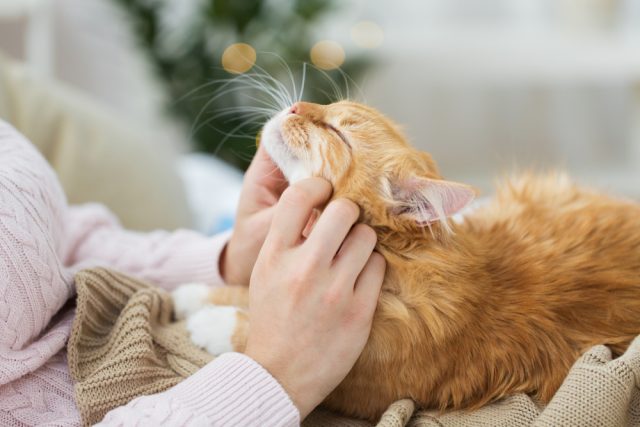 猫が前足でふみふみ もみもみ する理由 この行動の本当の意味は