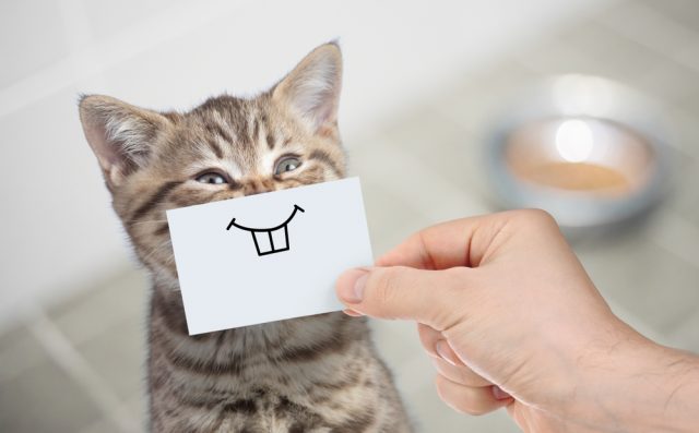 猫が飼い主についてくるのはなぜ 追いかける心理や鳴く理由を解説