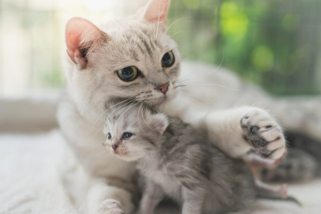 猫が喜ぶまたたびの本当の効果とは…?正しい与え方や危険性を解説!
