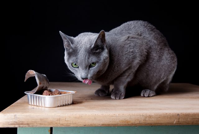 ウェットタイプで評判の猫の餌 おすすめキャットフード5選