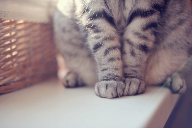 猫が前足でふみふみ もみもみ する理由 この行動の本当の意味は